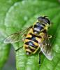 Myathropa florea